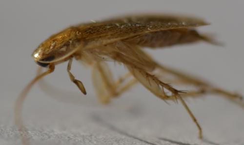 Planuncus vinzi